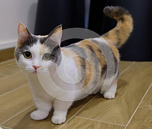 Calico munchkin Cat photo