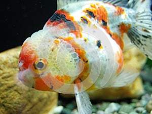 Calico Oranda Goldfish