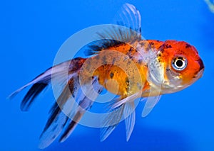 Calico Oranda Goldfish