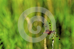 Calico Pennant Dragonfly  31079