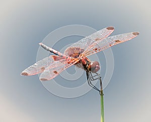 Calico Pennant Dragonfly in Washburn Memorial Park, Marion, Massachusetts