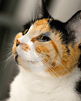 Calico Profile photo