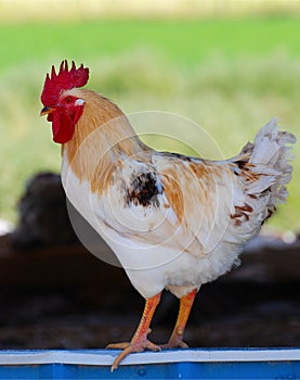 Calico Rooster