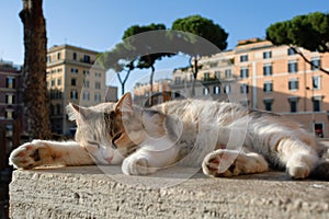 Calico shelter cat sleeping outdoors at Largo di Torre Argentina, Rome