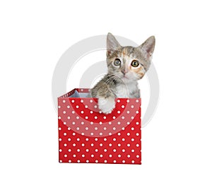 Calico tabby kitten peeking out of red box, isolated