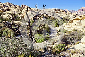 Calico Tanks, Red Rock Conservation Area, Southern Nevada, USA