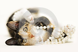 Calico tortie brown, orange and white kitten playing with white pearl necklace