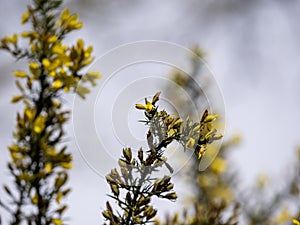 Calicotome spinosa, thorny broom or spiny broom