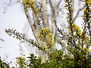 Calicotome spinosa, thorny broom or spiny broom