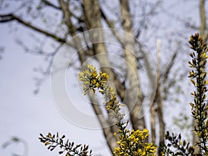 Calicotome spinosa, thorny broom or spiny broom