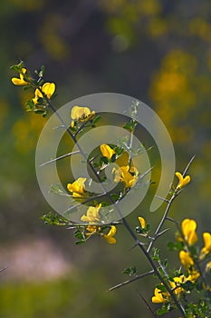 Calicotome spinosa wildflower in groves around Kibbutz Kfar Glikson, northwest Israel.