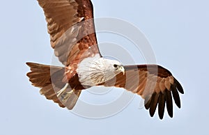 Calicut bird in flight. Kerala. India. Indian Ocean. Close up.