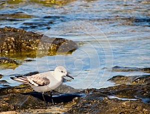 Calidris alba - Sanderling