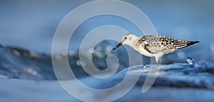 Calidris alba sandy sandstone it walks in the water and searches for food in the waves