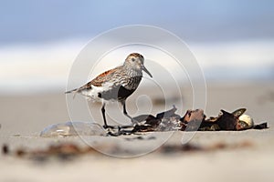 Calidris alba. The wild nature of the North Sea. Bird on beach by the sea.