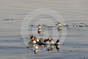 Calidris Alpina