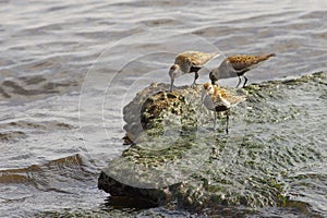 Calidris alpina Dunlin