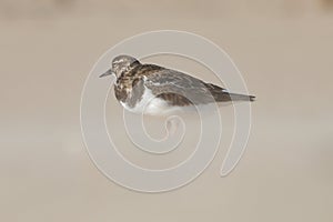 Calidris alpina, sandpiper with pronounced bokeh during blizzard on the sand of El Carabassi beach in Arenales del Sol