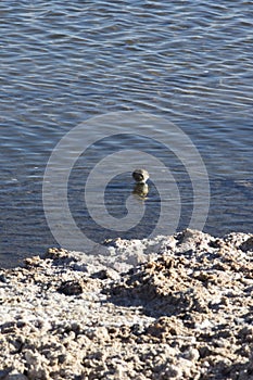 Calidris bairdii bird in a saltflat