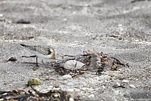 Calidris is looking for insects in  sand among the seaweed. Kunashir Island