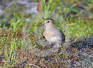 Calidris temminckii. Temminck's stint among coastal thickets in