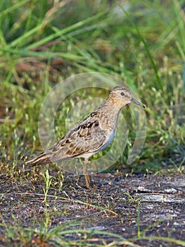 Calidris temminckii. Temminck's stint among coastal thickets on