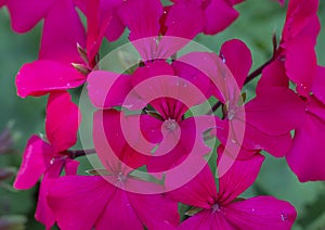 Caliente Magenta Pelargonium, Dallas Arboretum