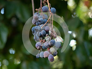 Califorina Wild Grape close up shot