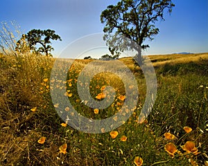 Califormia Poppies