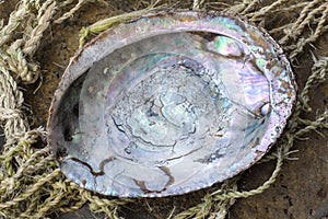 Shiny California abalone shell closeup
