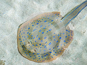 California Academy of Sciences aquarium Bluespotted ribbon tail ray, San Francisco, California, United States of America.