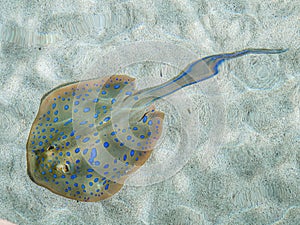 California Academy of Sciences aquarium Bluespotted ribbon tail ray, San Francisco, California, United States of America.