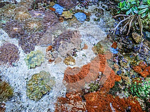 California Academy of Sciences aquarium corals, San Francisco, California, United States of America.