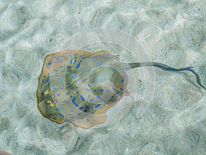 California Academy of Sciences aquarium Stingray, San Francisco, California, United States of America.