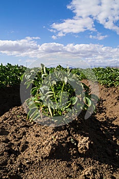 The California agriculture.