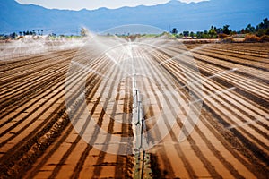 California Agriculture