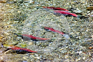 California- Amazing Close Up of Bright Red Salmon Spawning in the Clear Water of Lake Tahoe