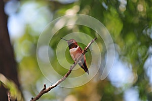 California Backyard Birds Series - Rufous Hummingbird (Selasphorus rufus)