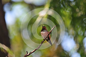 California Backyard Birds Series - Rufous Hummingbird (Selasphorus rufus)