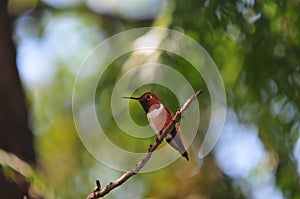 California Backyard Birds Series - Rufous Hummingbird (Selasphorus rufus)