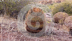California barrel cactus, compass barrel Ferocactus cylindraceus, cacti grow on stones in the desert. Arizona Cacti