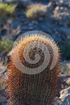 California Barrel Cactus - Ferocactus cylindraceus