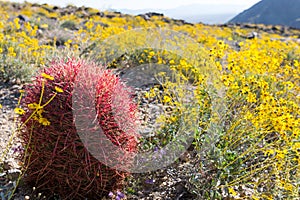California Barrel Cactus Stands Along Among BrittleBrush photo