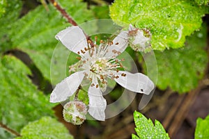 California blackberry Rubus ursinus flower covered in water droplets, California