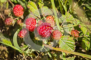 California blackberry Rubus ursinus fruits, California