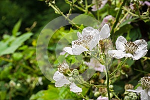 California blackberry Rubus ursinus wildflower