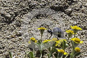California Blister Beetle, Mojave Desert