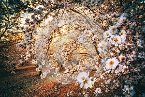 California Blossom Trail