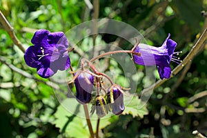 California bluebell, Phacelia minor,