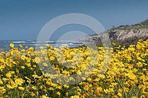 California Brittlebush Along California`s Rugged Coast